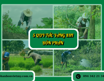 5 Quy Tắc Vàng Khi Bón Phân Cho Cây Trồng Hiệu Quả, Tiết Kiệm, Tăng Năng Suất