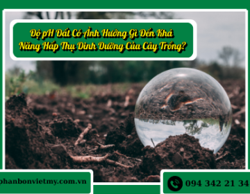 Độ pH Đất Có Ảnh Hưởng Gì Đến Khả Năng Hấp Thụ Dinh Dưỡng Của Cây Trồng?
