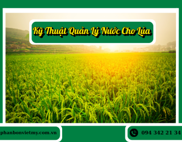 Kỹ Thuật Quản Lý Nước Cho Lúa Giúp Cây Phát Triển Tốt, Trúng Mùa Cao