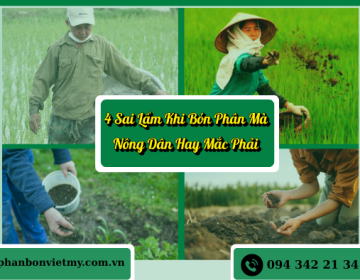 4 Sai Lầm Khi Bón Phân Mà Nông Dân Hay Mắc Phải