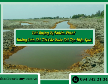 Đất Ruộng Bị Nhiễm Phèn? Hướng Dẫn Chi Tiết Các Bước Cải Tạo Hiệu Quả