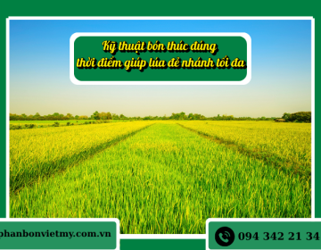 Kỹ Thuật Bón Thúc Đúng Thời Điểm Giúp Lúa Đẻ Nhánh Tối Đa