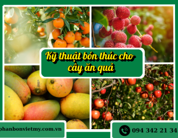 Hướng dẫn kỹ thuật bón thúc giúp cây ăn quả phát triển vượt trội