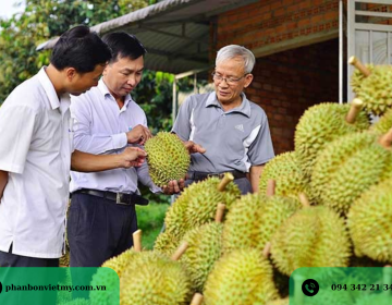 Hướng Dẫn Bón Phân NPK Cho Cây Sầu Riêng Từ Giai Đoạn Trồng Đến Ra Trái