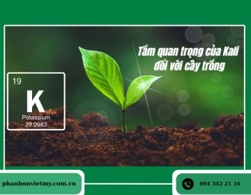 5 Lợi Ích Quan Trọng Của Kali Với Sức Khỏe Cây Trồng