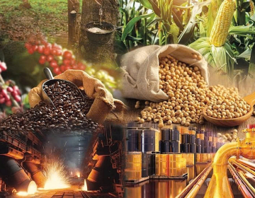 Giá Cả Nông Sản (Cà Phê, Tiêu) Tăng Cao: Báo Hiệu Sự Thịnh Vượng Của Nông Nghiệp Thời Gian Tới